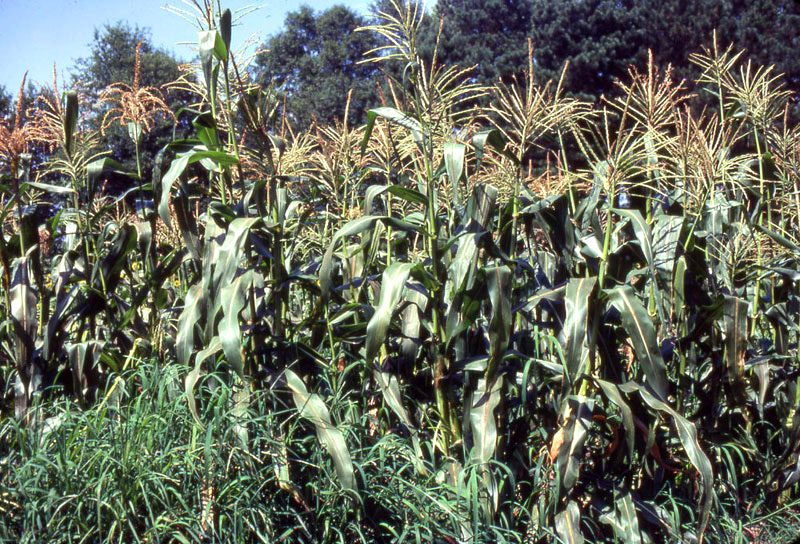 photo of corn crops