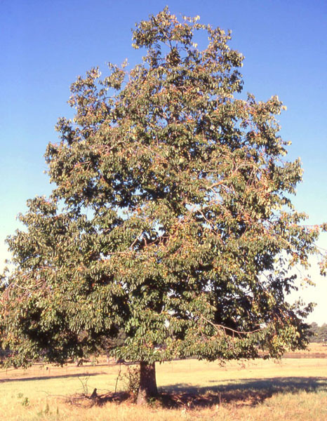 photo of the American persimmon tree