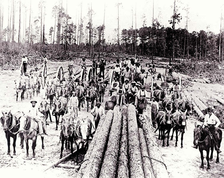 photo of logging workers