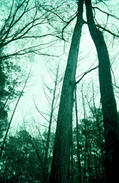 photo of a bald cypress tree