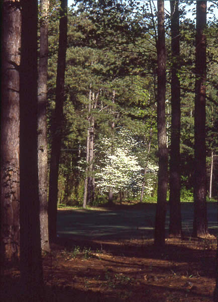 photo of a dogwood tree