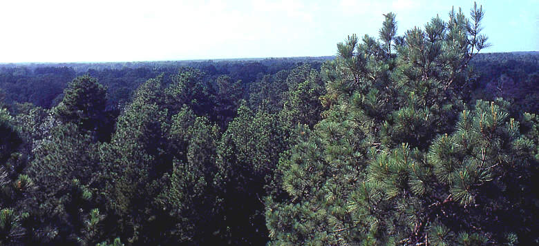 photo of pine forest
