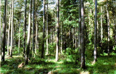photo of loblolly trees