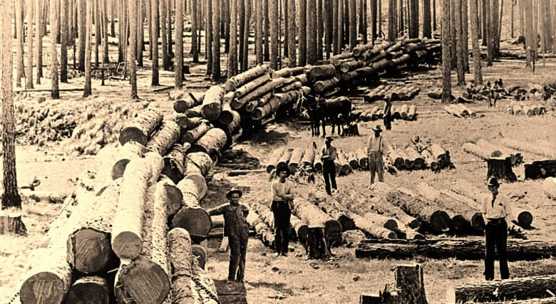 photo of forest workers