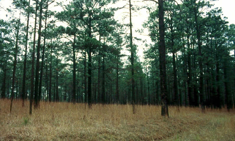 photo of longleaf pine