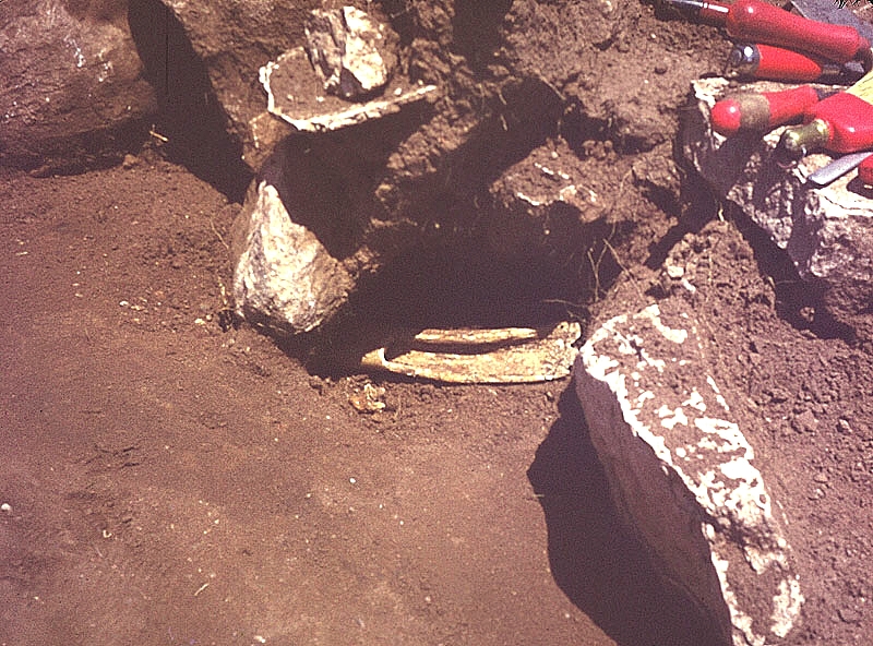A bone digging tool exposed in an excavation unit.