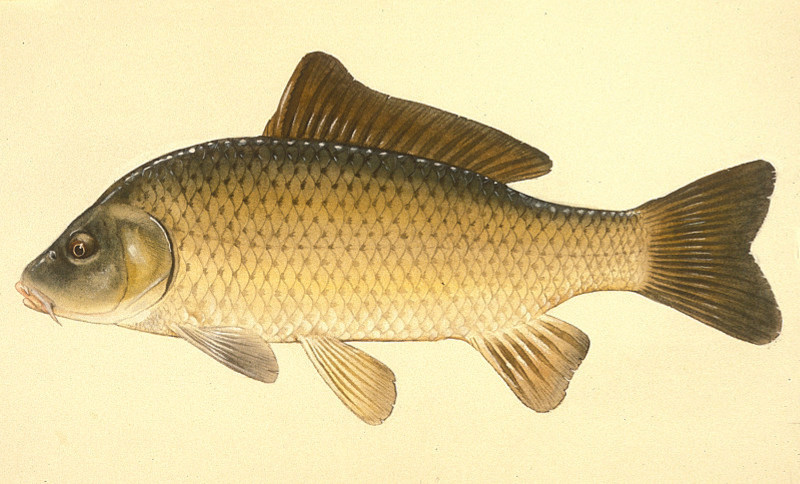 Image of carp