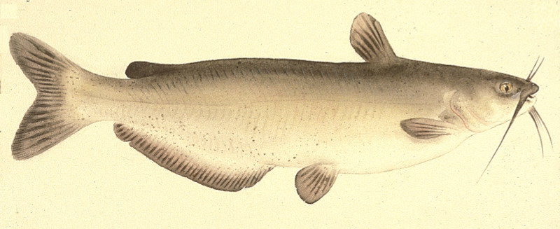 Image of channel-catfish