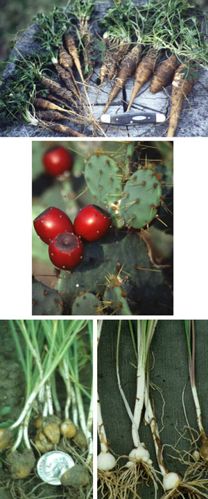 photo of common plant foods