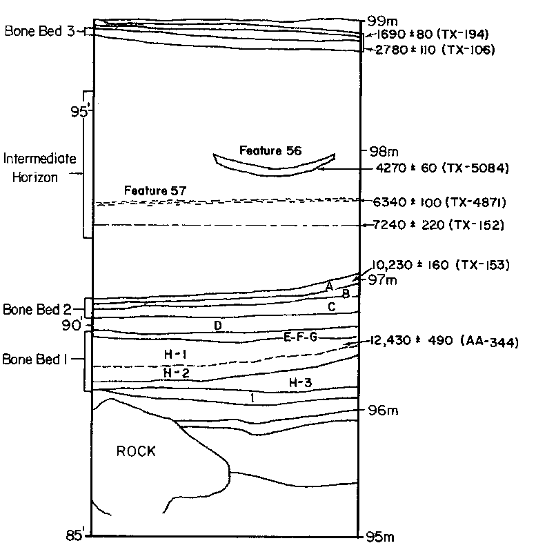 Idealized profile showing major stratigraphic layers and radiocarbon dates.