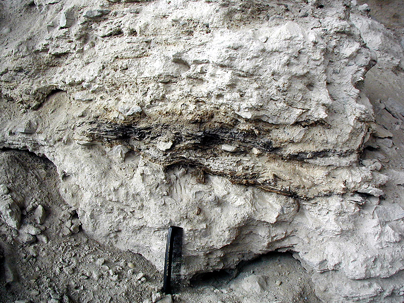 This photo shows what is left of the upper layers of the cave as exposed in the old trench walls. The dark brown layers are perfectly preserved plant fibers: grass, leaves, stalks, and all sorts of plant debris cast aside more than a thousand years ago. 