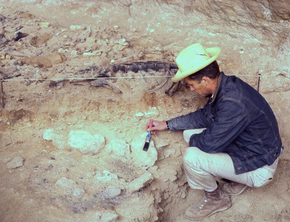 Dave Dibble brushes up hearth exposed in Intermediate Horizon. At his head is a partial bison skeleton in Bone Bed 3. Photo by Roy Little in 1963.
