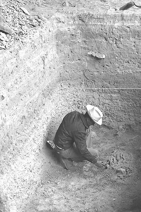 Dave Dibble exposing bone in Bone Bed 1, February, 1964.  Photo by Roy Little.