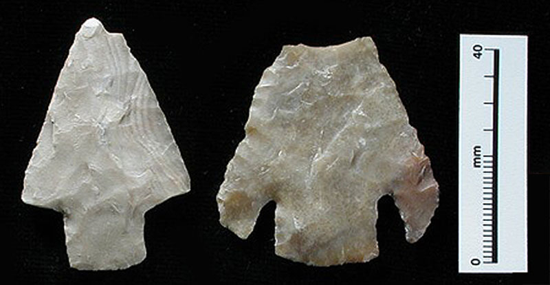 Two Castroville dart points similar to those found in Bone Bed 3. Photo by Milton Bell.