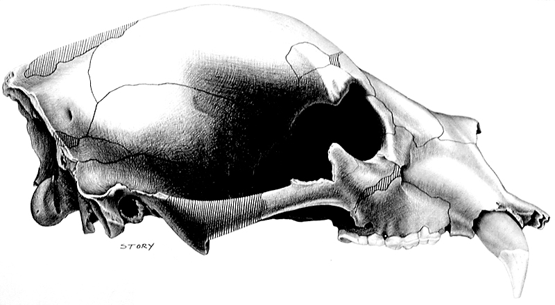 Skull of short-faced bear found at Freisenhahn Cave near San Antonio. Drawing by Hal Story, courtesy Texas Memorial Museum.