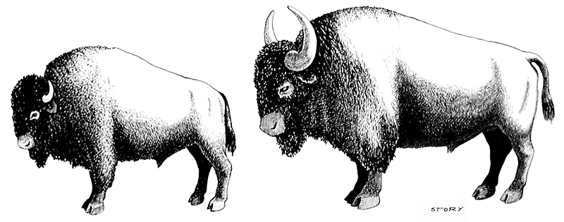 The modern bison on the left is considerably smaller than the Bison antiquus shown on the right. Drawing by Hal Story, courtesy Texas Memorial Museum.