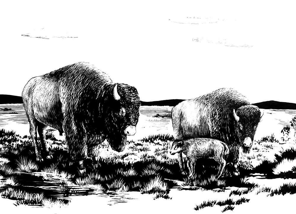 American buffalo, Bison bison family. Drawing by Hal Story, courtesy Texas Memorial Museum.