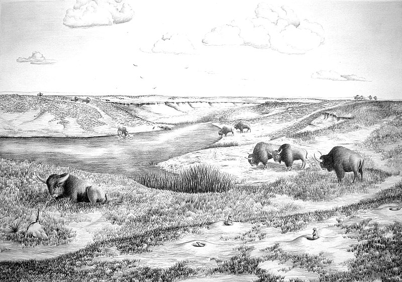 This scene shows an artist's conception of Ice-Age bison near a waterhole somewhere out on the grassy and wind-swept southern Plains. Drawing by Hal Story, courtesy Texas Memorial Museum.