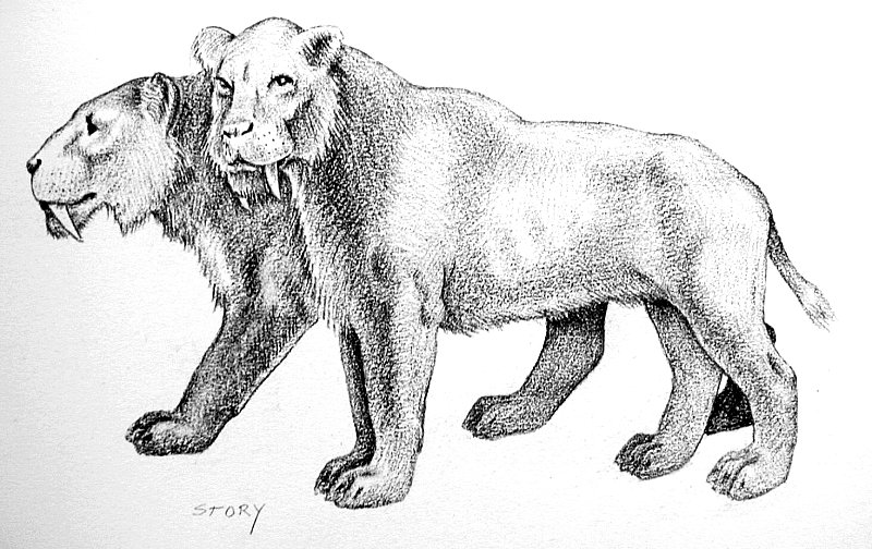 As this picture shows, the Scimitar cat was well-named. Drawing by Hal Story, courtesy Texas Memorial Museum.