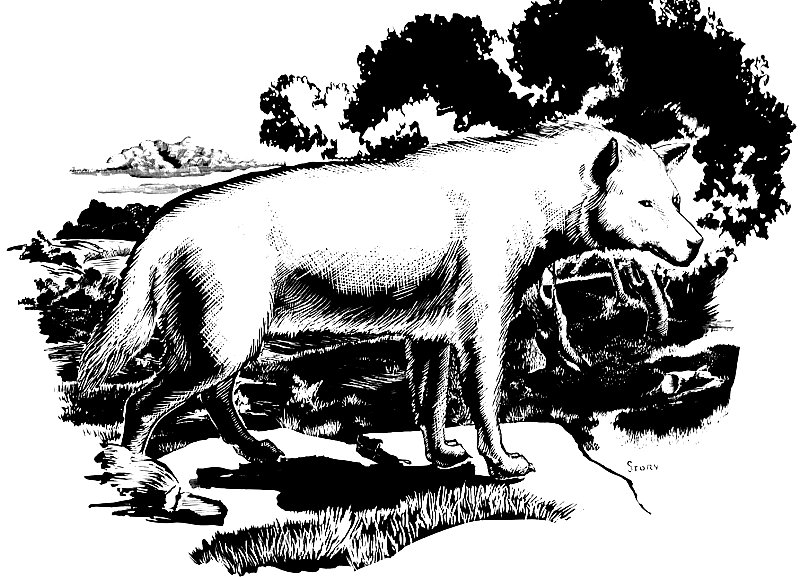 Large Ice-Age wolves were capable killers as well as scavengers. Drawing by Hal Story, courtesy Texas Memorial Museum.