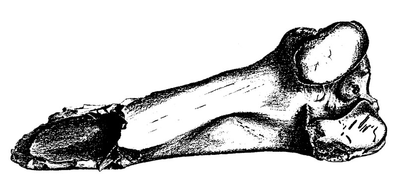 Horse femur from Bone Bed 1, Stratum H-1. Possibly used as a tool, it has what appear to be cut marks and carnivore teeth marks. Drawing by Lee Bement.