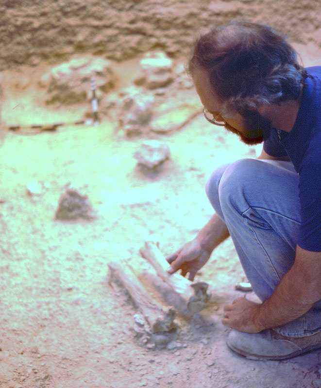 Comparing old and new horse bones. On the left is a tibia from Bone Bed 1 that is over 12,000-years old; in the archeologist's hand is a tibia from a modern horse. Photograph by Jack Skiles, 1983-84.