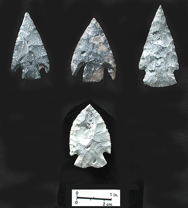 Castroville-like "Group C" dart points (top row) and Group D dart point (bottom row) from Bone Bed 3. Photo by Milton Bell.