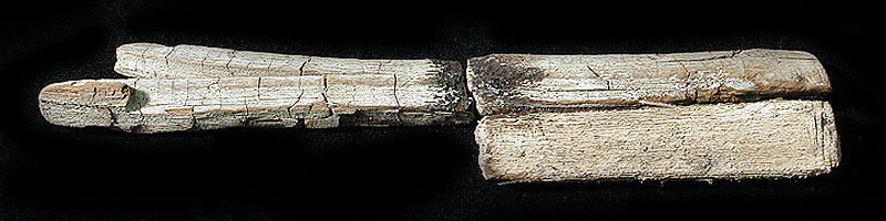Atlatl (throwing stick) fragment (hook side up) from Fiber Layer. Photo by Milton Bell.