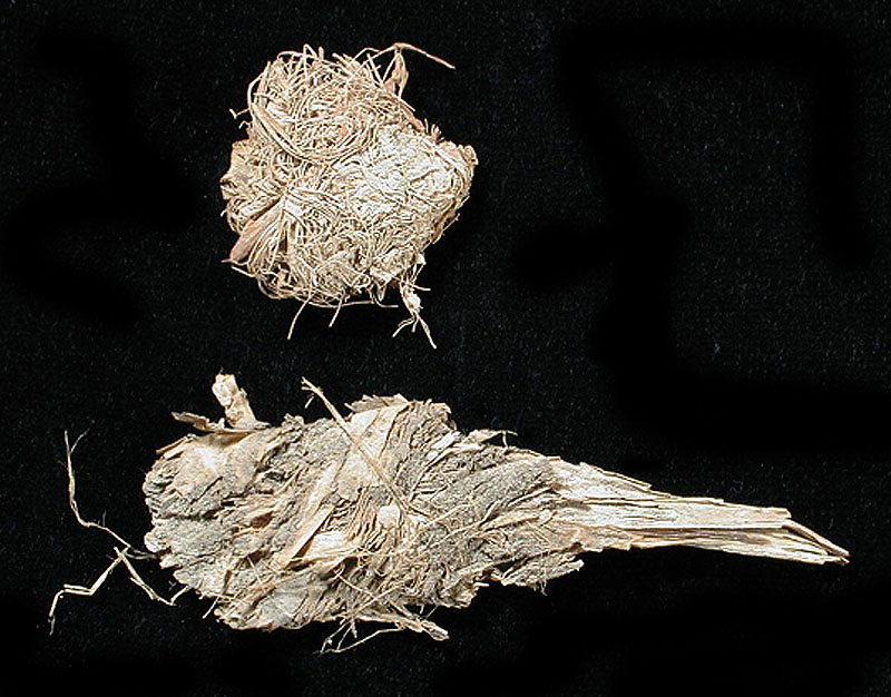 Quids (wads of chewed fibrous material) from Fiber Layer. Photo by Milton Bell.