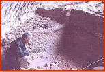 E. Mott Davis examines Bone Bed 2 near rear of shelter at south end. The shaded excavation wall towards which he looks is along N30. The exposed bones to his left at head level are part of Bone Bed 3 where the burning stops short of the shelter wall. The 
