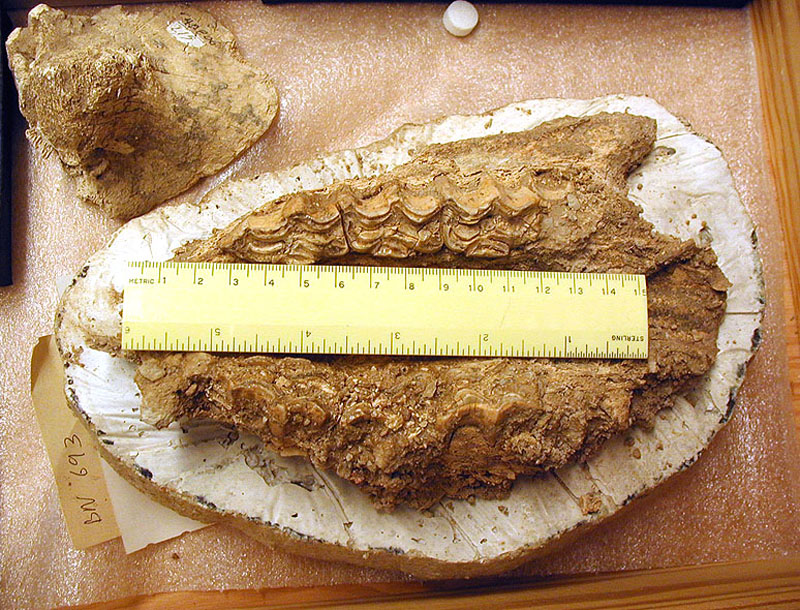 Juvenile mammoth maxilla from Bone Bed 1. Photo by Steve Black.