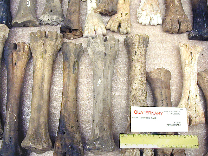 Bison lower leg bones, metapodials, from Bonfire Shelter. Photo by Steve Black.