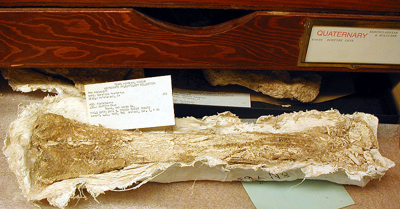Camel leg bones from Bone Bed 1. Photo by Steve Black.