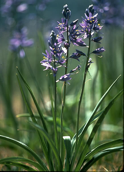 photo of common camas in flower