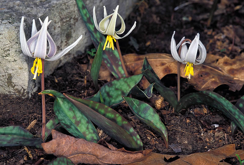 photo of white dog-tooth violet in bloom