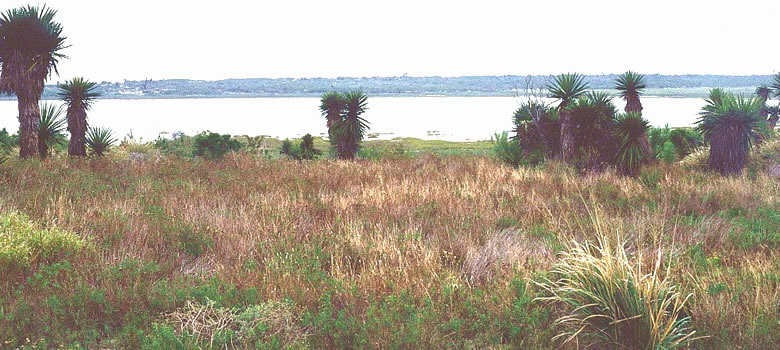 Photo of view across shallow bay ringed by low vegetation