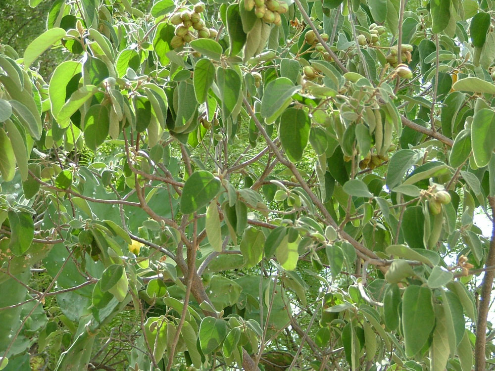 photo of a wild olive tree (Cordia boissieri)