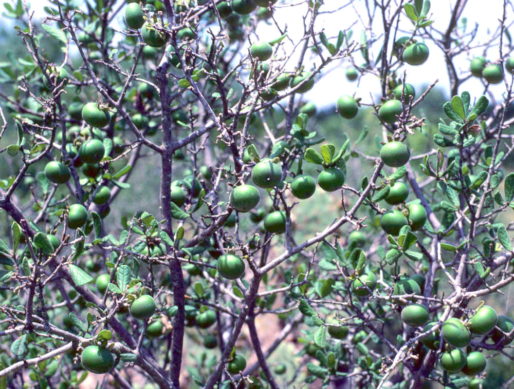 photo of persimmon fruits