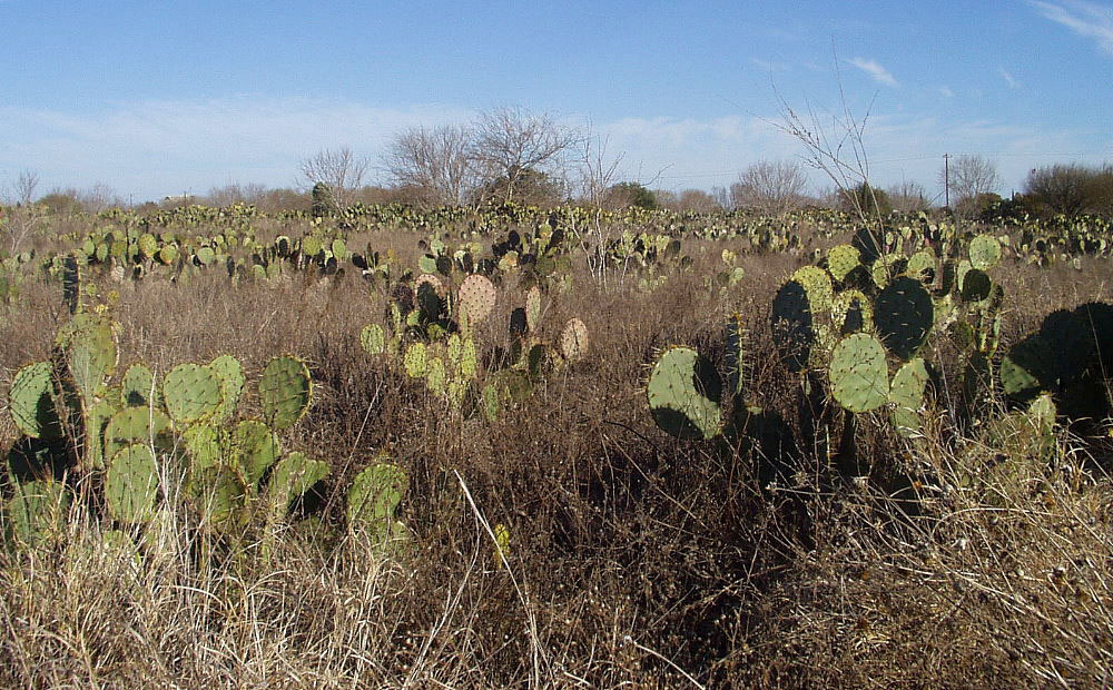 photo of a field of large prickly pear plants 
