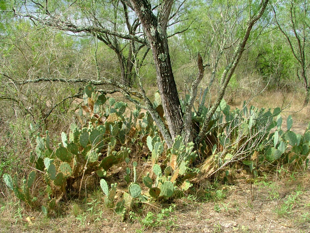 photo of a prickly pear patch