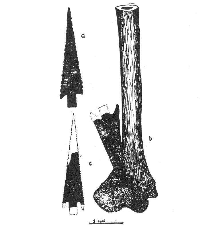 illustration of a Moran arrow point embedded in humerus of an adult male