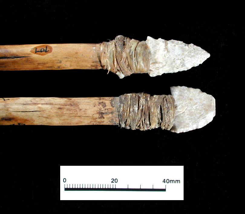 Closeup view of hafted ends of darts. The chipped stone points were typically inserted in a grooved slot in the tip of a shaft, secured with a glue-like mastic, and then wrapped in cordage or animal tendon.