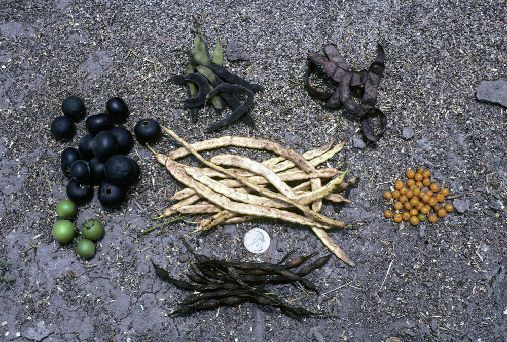 photo of fruits and seeds