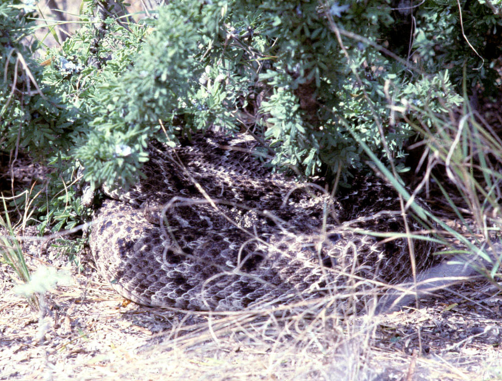 photo of a rattlesnake