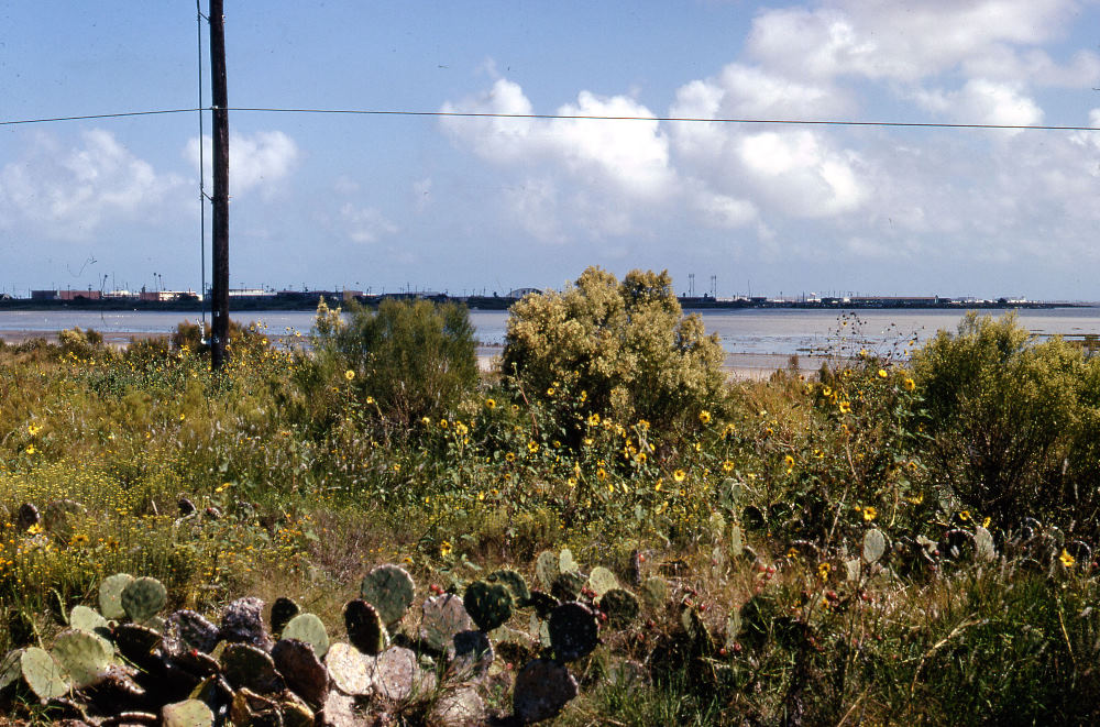 photo of Cayo del Oso site in Corpus Christi