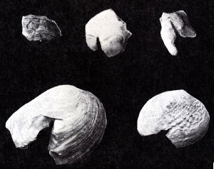 Notched, freshwater shells