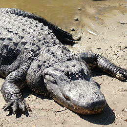 Photo of alligator