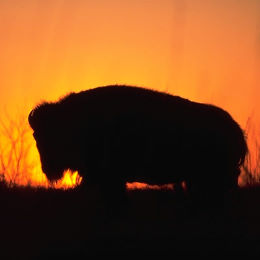 Photo of bison