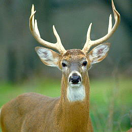 Photo of deer