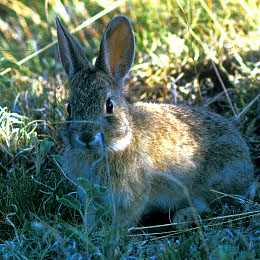 Photo of a rabbit